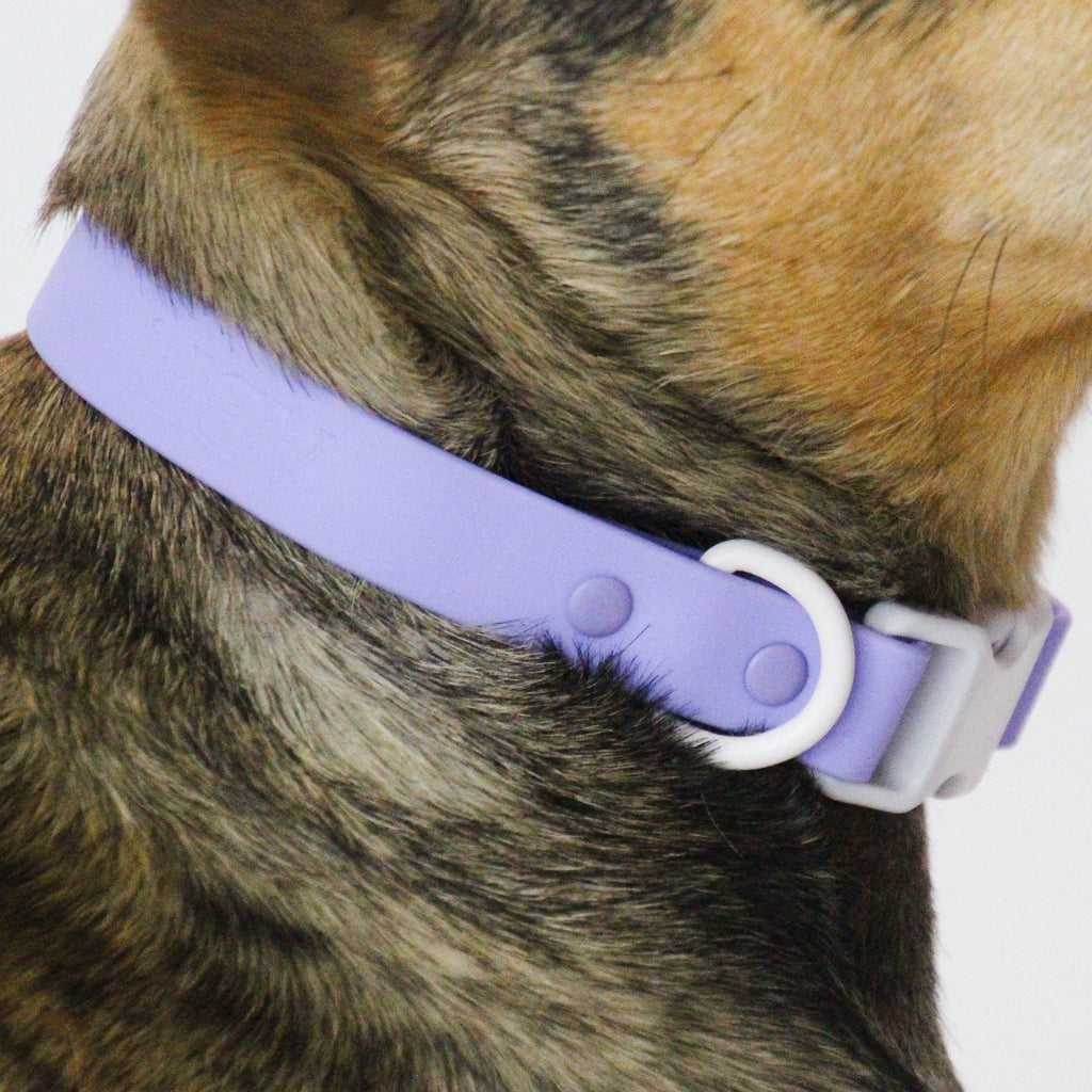 Approved by Fritz - Lilac/Grey Collar