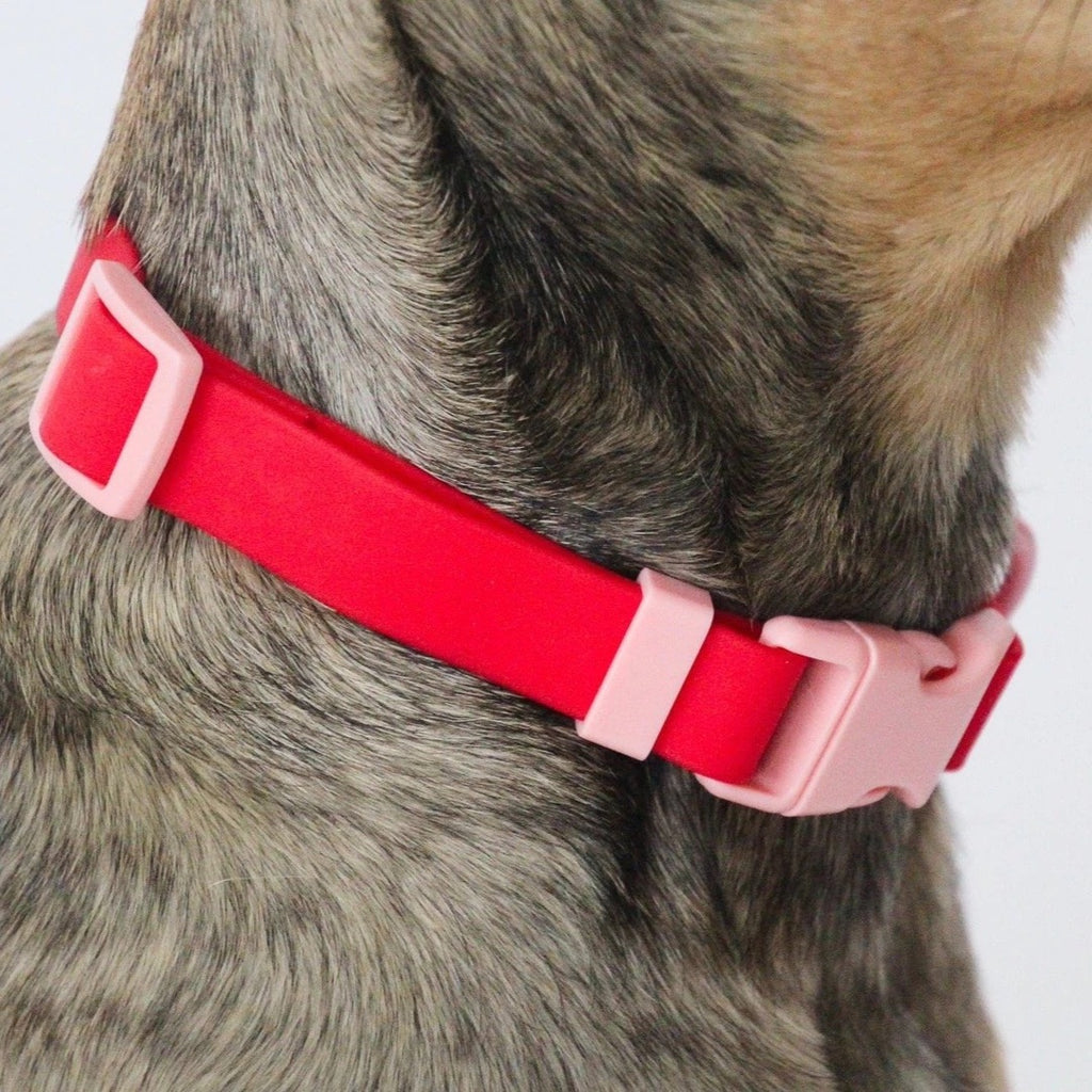 Approved by Fritz - Red/Pink Collar