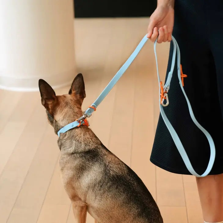 Approved by Fritz - Baby Blue/Orange Leash