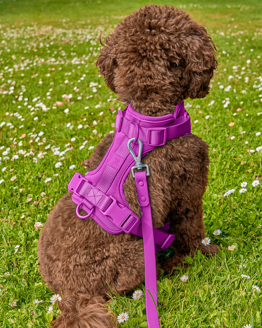 Purple poodle harness online