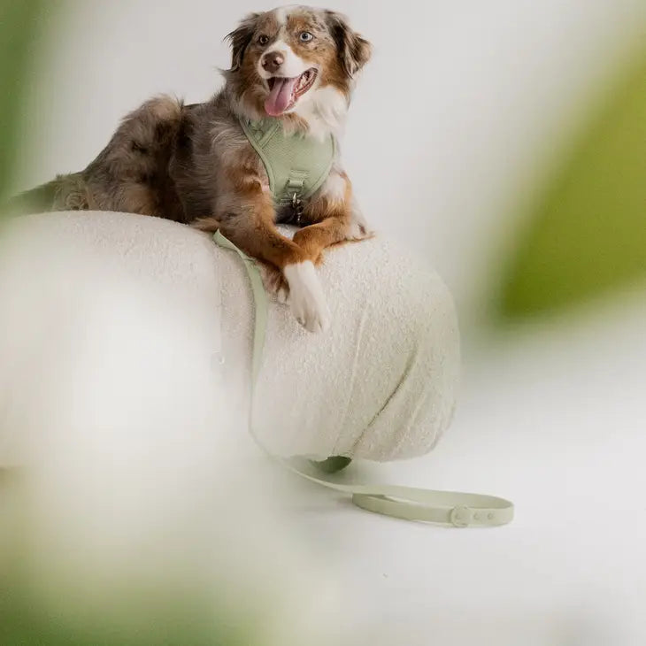Peachy Dogs Classic Harness - Matcha