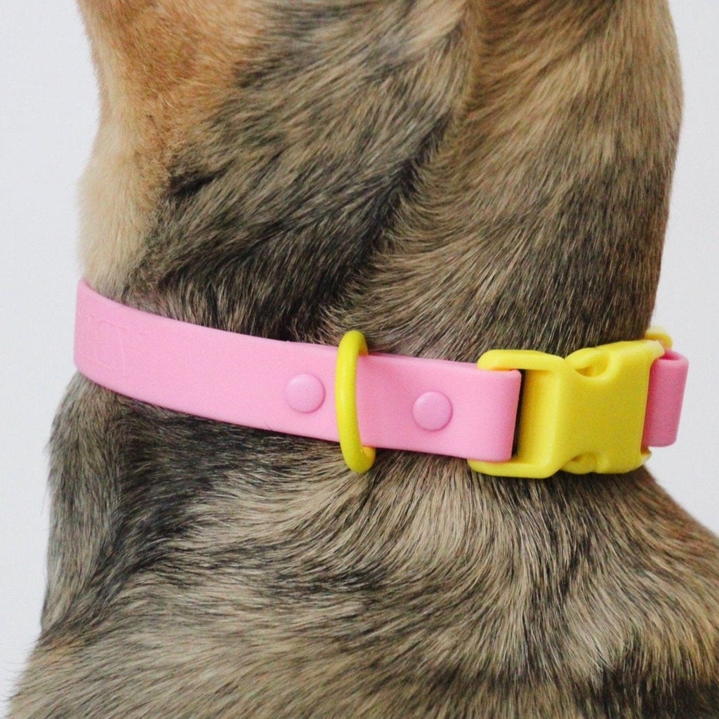 Approved by Fritz - Pink/Yellow Collar