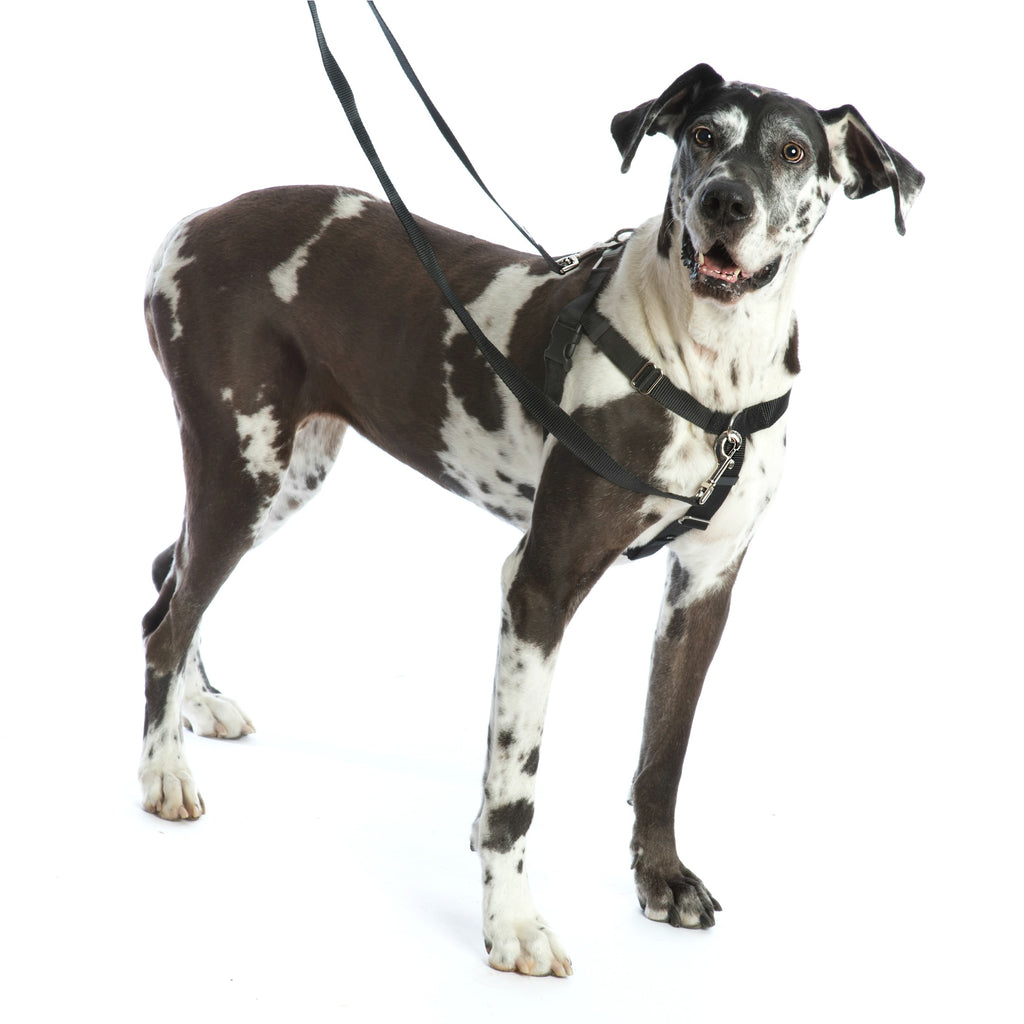2 Hounds Design -  Freedom No Pull Harness  - Black