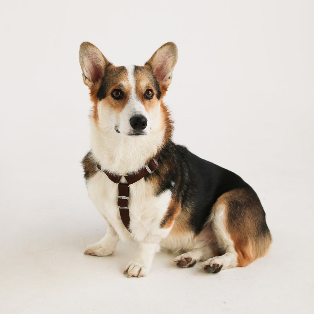 Furlou Dog Harness - Puppachino