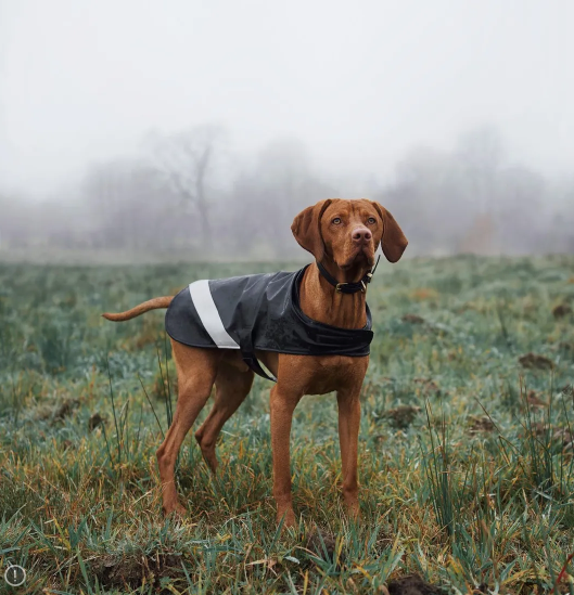 Service deals dog raincoat