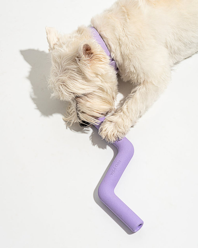 Dog with Wild One Lilac (purple) Bolt Bite dog toy
