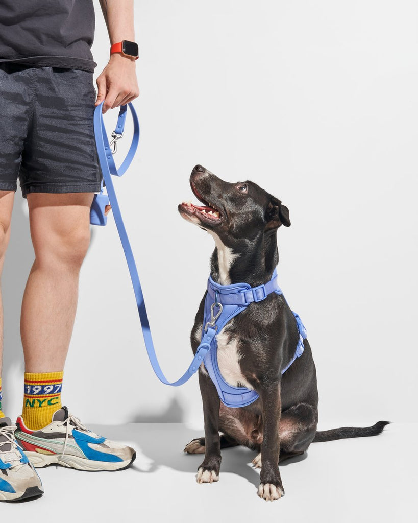 Wild One Leash - Moonstone