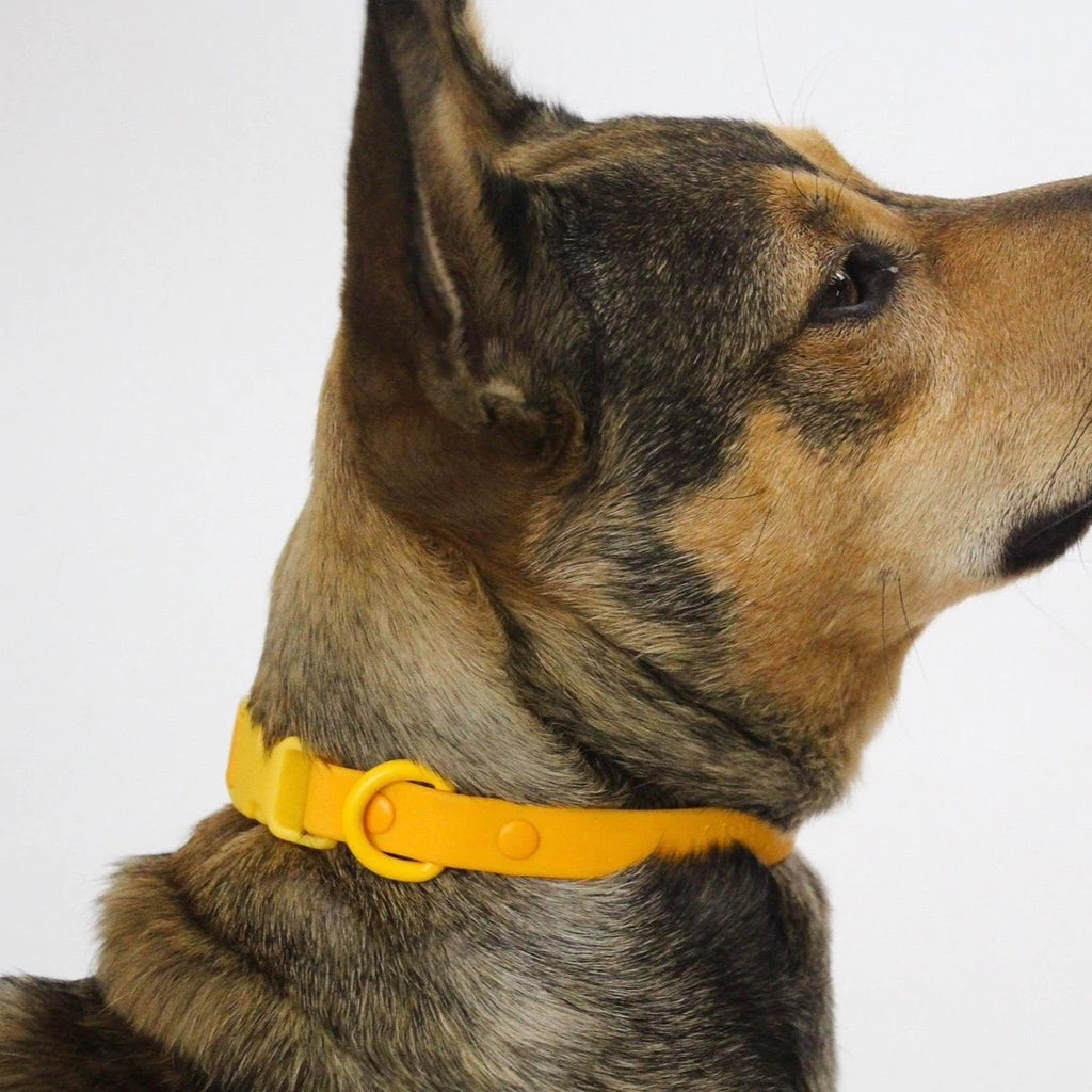 Approved by Fritz - Orange/Yellow Collar